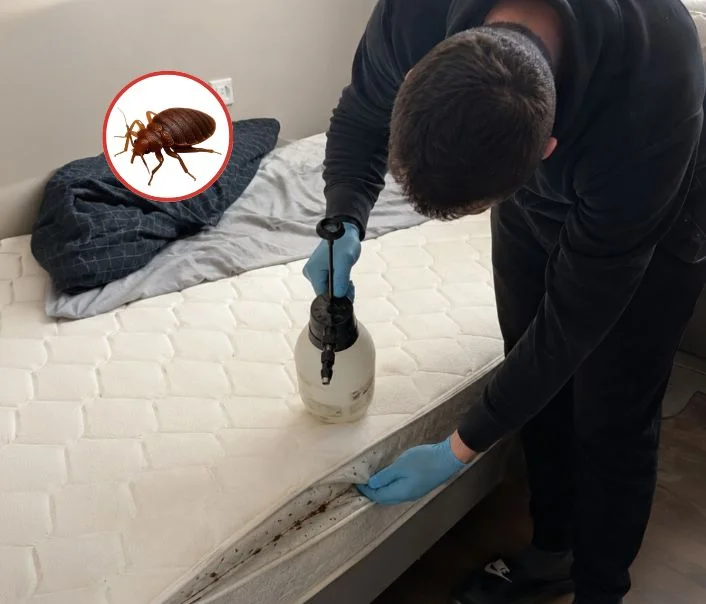 Technicien traitant un matelas contre les punaises de lit à Mondeville
